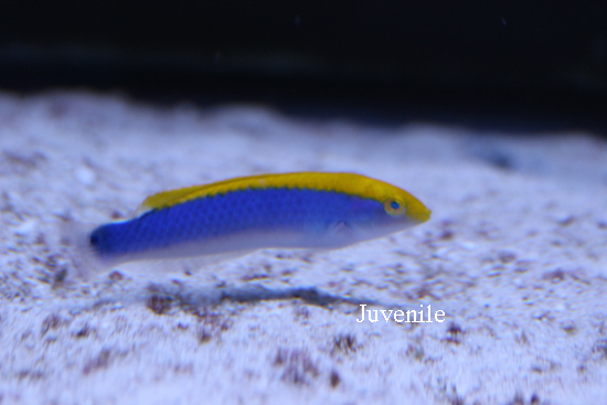  Halichoeres cyanocephalus (Yellowcheek Wrasse)